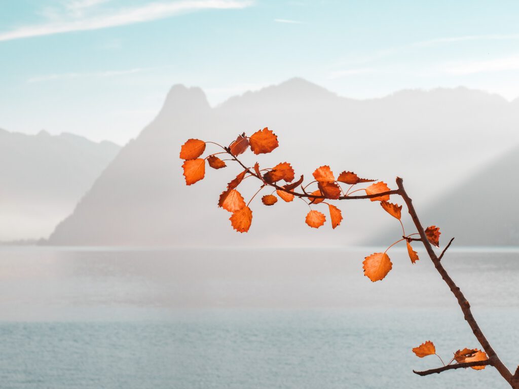 An orange fall tree branch with pale blue water and mountains in background